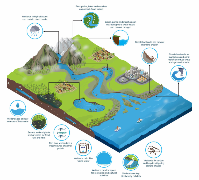 Figure1 Wetlands International.png