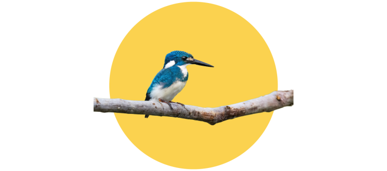 funfacts_kingfisher.png