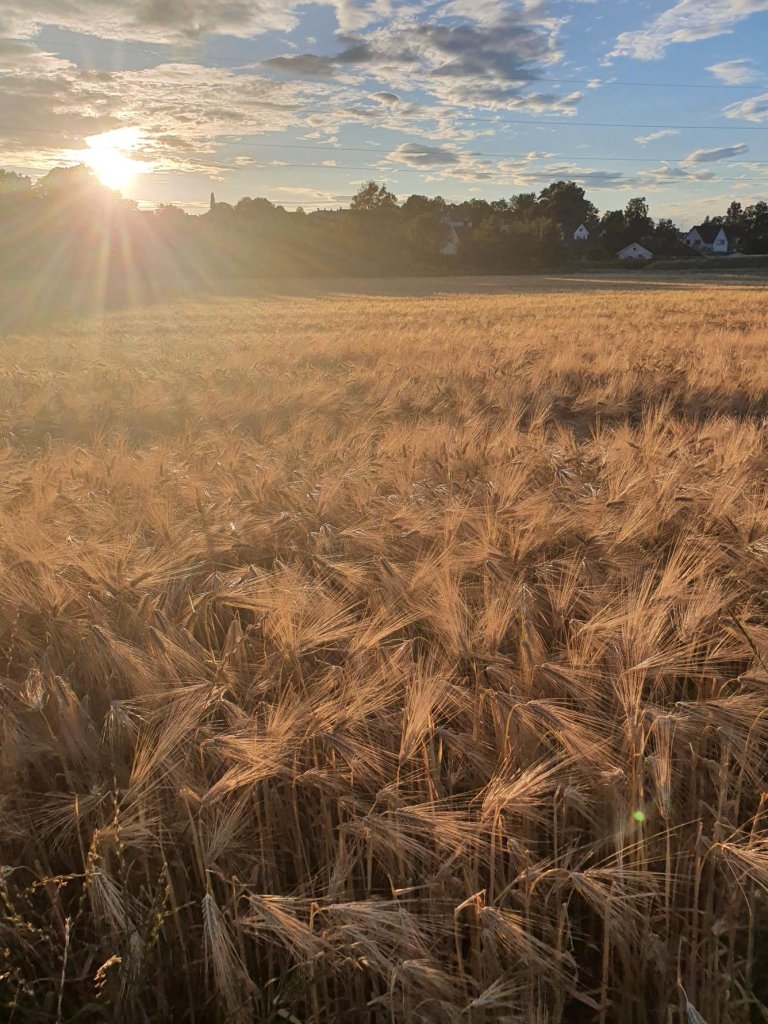 Bygg korn solnedgang