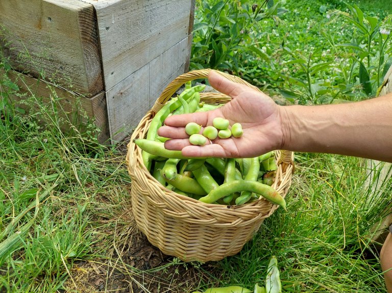 broad bean fruit harvested by hand, in the background basket with broad beans in pods in the vegetable garden