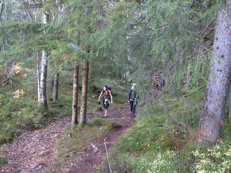 skog_oslo_lite.jpg
