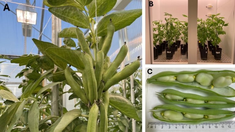 Grønnsakåkerbønne ‘Witkiem major’ i veksthus (A), og vekstkammer (B), en sort med store frø (C).